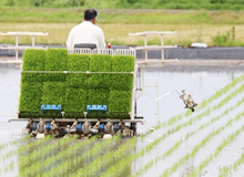 5.田植え